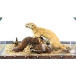 Taxidermy stoat with prey in naturalistic setting, in perspex case, H.26cm W.42cm D.28cm, together