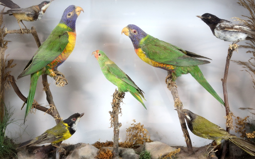 Naturalistic display of taxidermy plum parrots and other birds, in glazed case, H.42 W.62 D.14cm