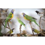 Naturalistic display of taxidermy plum parrots and other birds, in glazed case, H.42 W.62 D.14cm