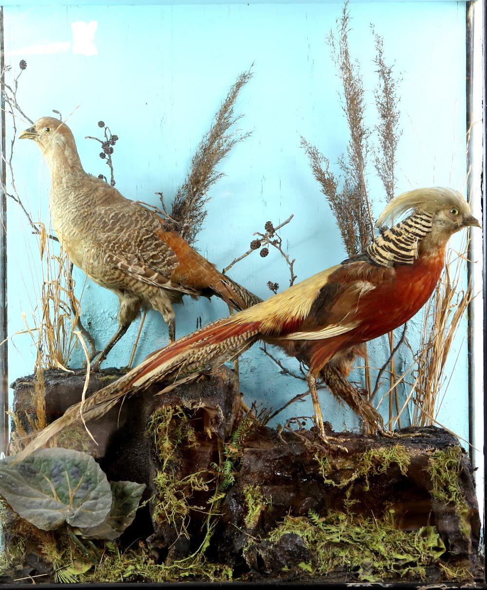 Taxidermy, cased pair of Gold Pheasants in naturalistic setting, 71 x 61 x 22cm