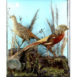 Taxidermy, cased pair of Gold Pheasants in naturalistic setting, 71 x 61 x 22cm