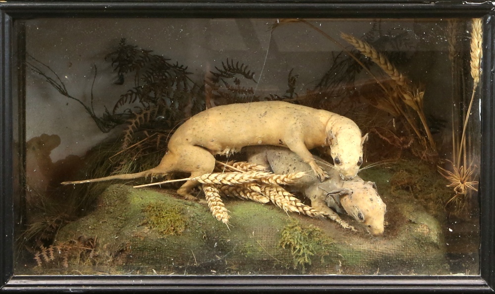 Taxidermy stoat with prey in naturalistic setting, in perspex case, H.26cm W.42cm D.28cm, together - Image 2 of 2