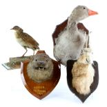 Collection of taxidermy, to include a deer head mounted on oak shield, an otter head mounted to
