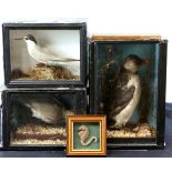 Three cased taxidermy studies of birds, a cased immature puffin, together with a framed seahorse (5)