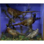 Taxidermy study of four pheasants in a naturalistic setting, in glazed display case, 99 x 100 x 30cm