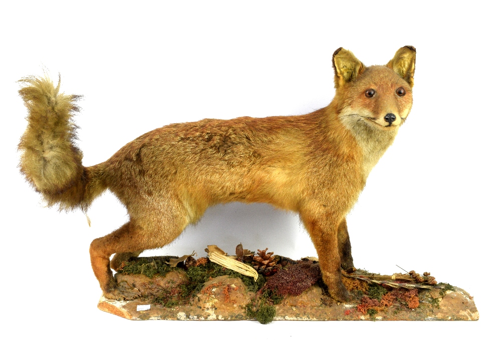Collection of taxidermy, to include two foxes, a fox head mounted on wooden shield - Image 2 of 4