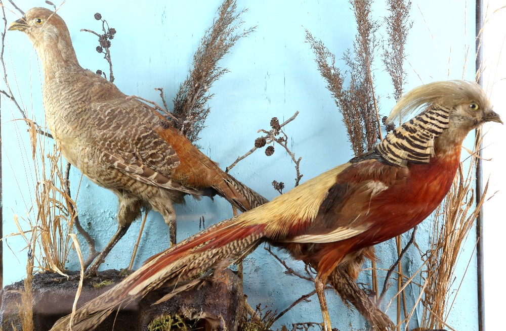 Taxidermy, cased pair of Gold Pheasants in naturalistic setting, 71 x 61 x 22cm - Image 2 of 3