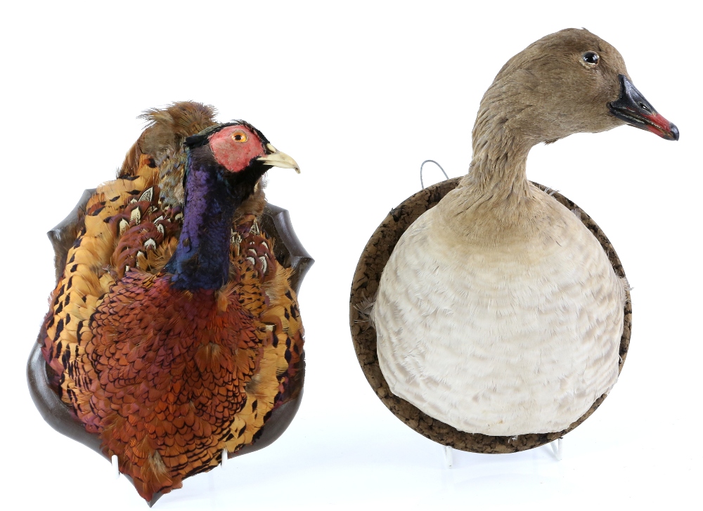 Collection of taxidermy, to include a ram's head, a pheasant on wooden base, and other mounted - Image 2 of 3