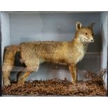 Taxidermy fox in glazed display case, H.64cm W.79cm D.30cm
