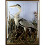 Taxidermy of a Grey Heron in a naturalistic setting, in display case (one glass panel missing), 84 x