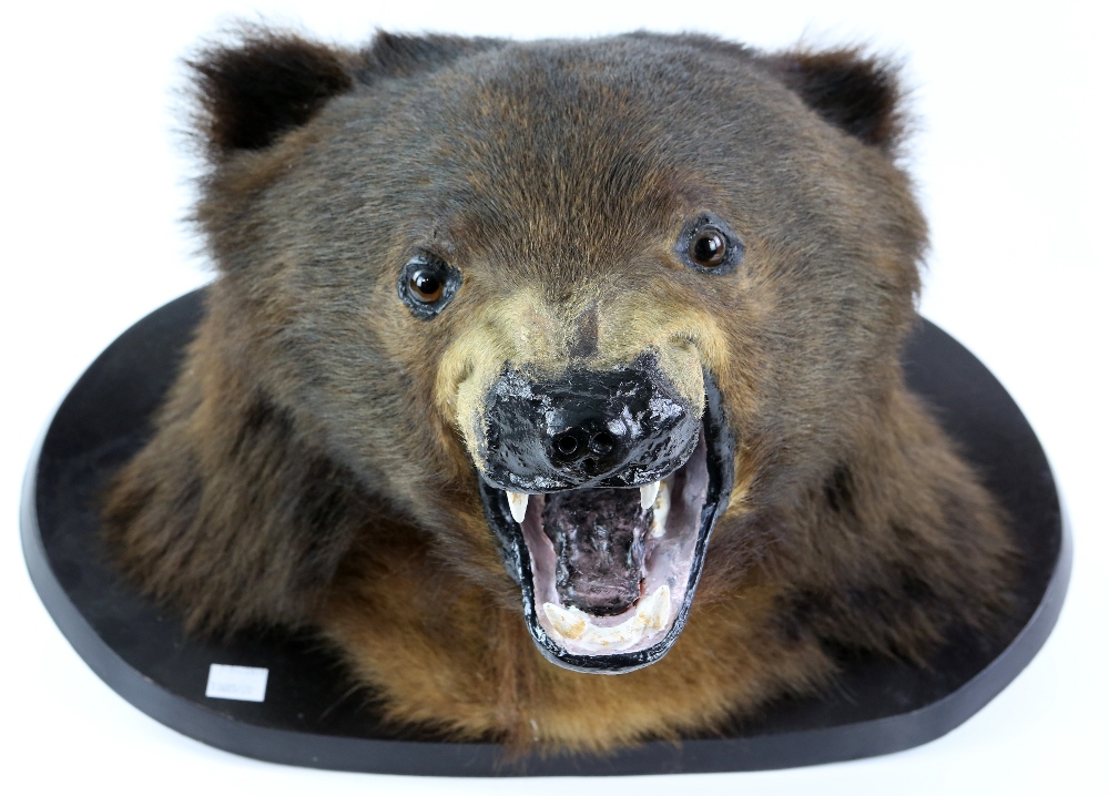 Taxidermy mounted bear head, on wooden plaque, H.30cm W.56cm D.36cm