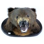 Taxidermy mounted bear head, on wooden plaque, H.30cm W.56cm D.36cm