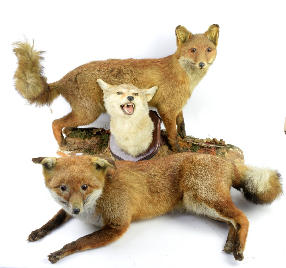 Collection of taxidermy, to include two foxes, a fox head mounted on wooden shield