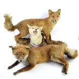 Collection of taxidermy, to include two foxes, a fox head mounted on wooden shield