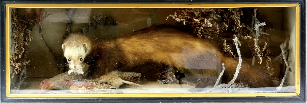 Taxidermy study of an weasel with its prey in a naturalistic setting, in glazed display case ( - Image 3 of 3