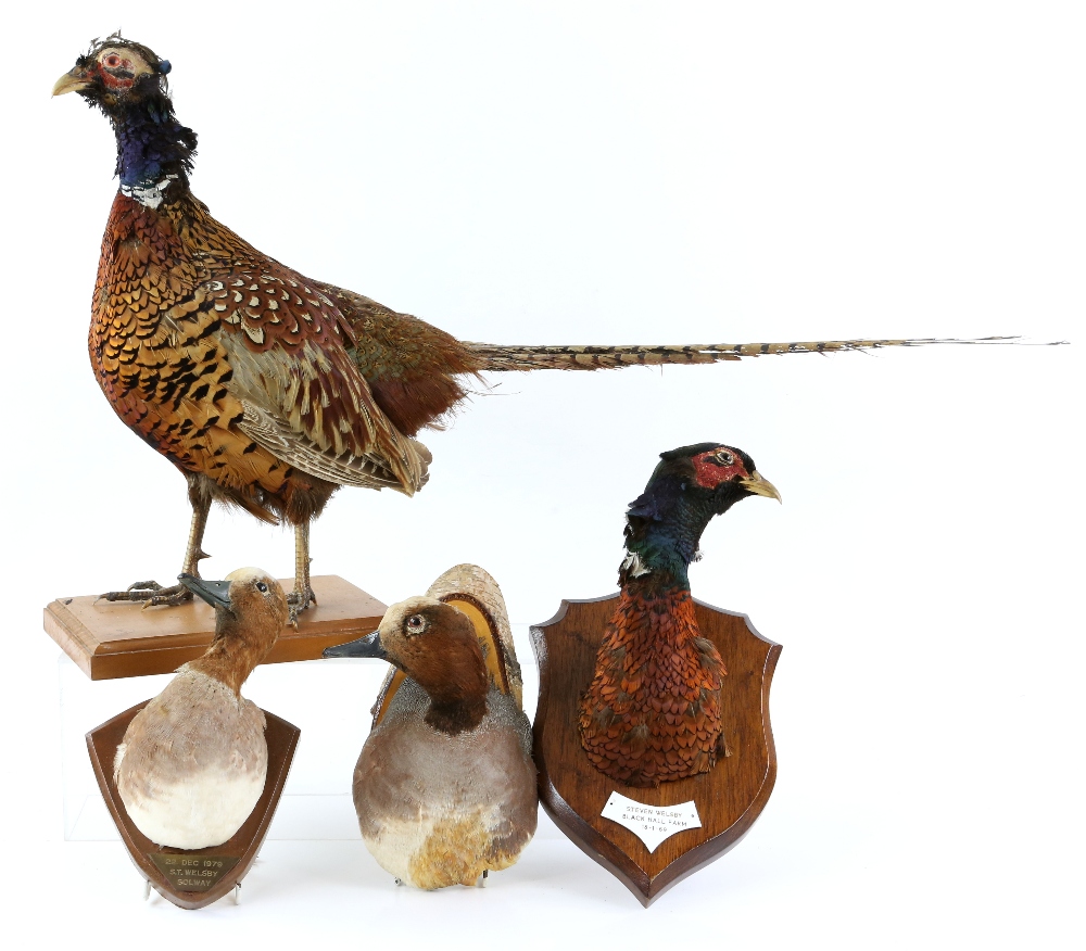 Collection of taxidermy, to include a ram's head, a pheasant on wooden base, and other mounted