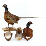 Collection of taxidermy, to include a ram's head, a pheasant on wooden base, and other mounted