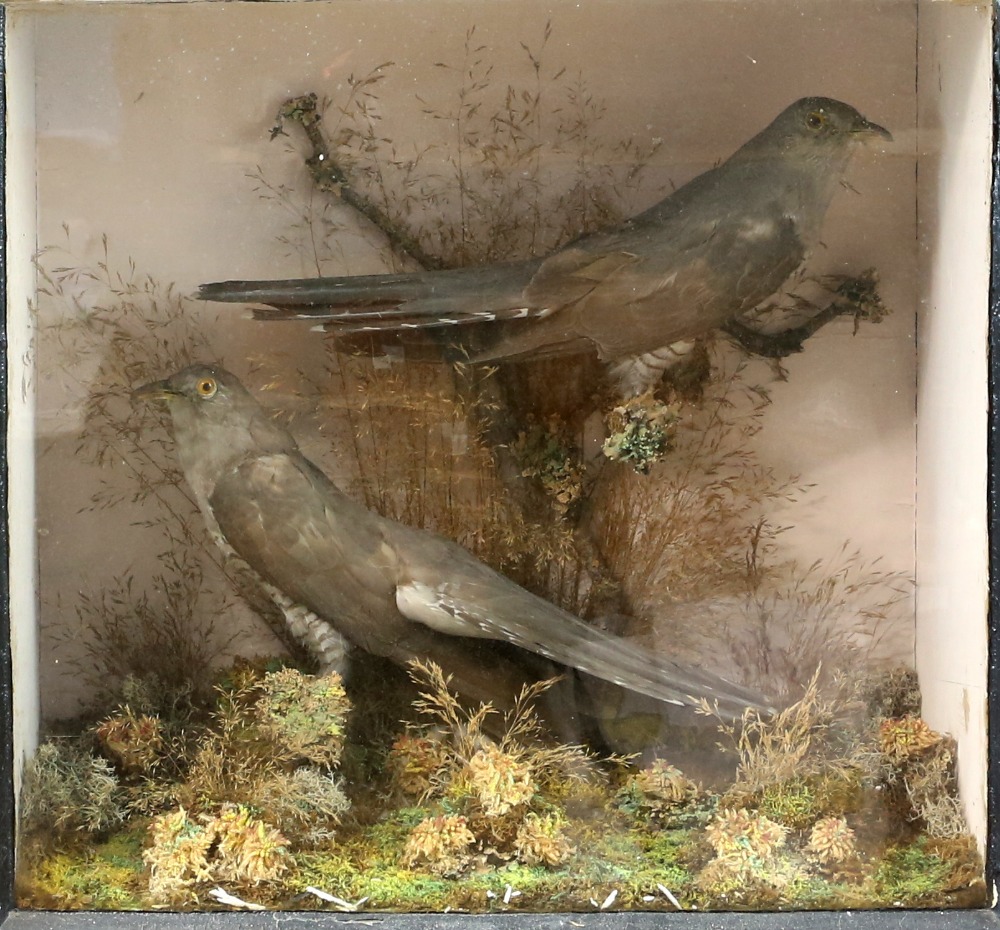 Taxidermy study of an weasel with its prey in a naturalistic setting, in glazed display case ( - Image 2 of 3