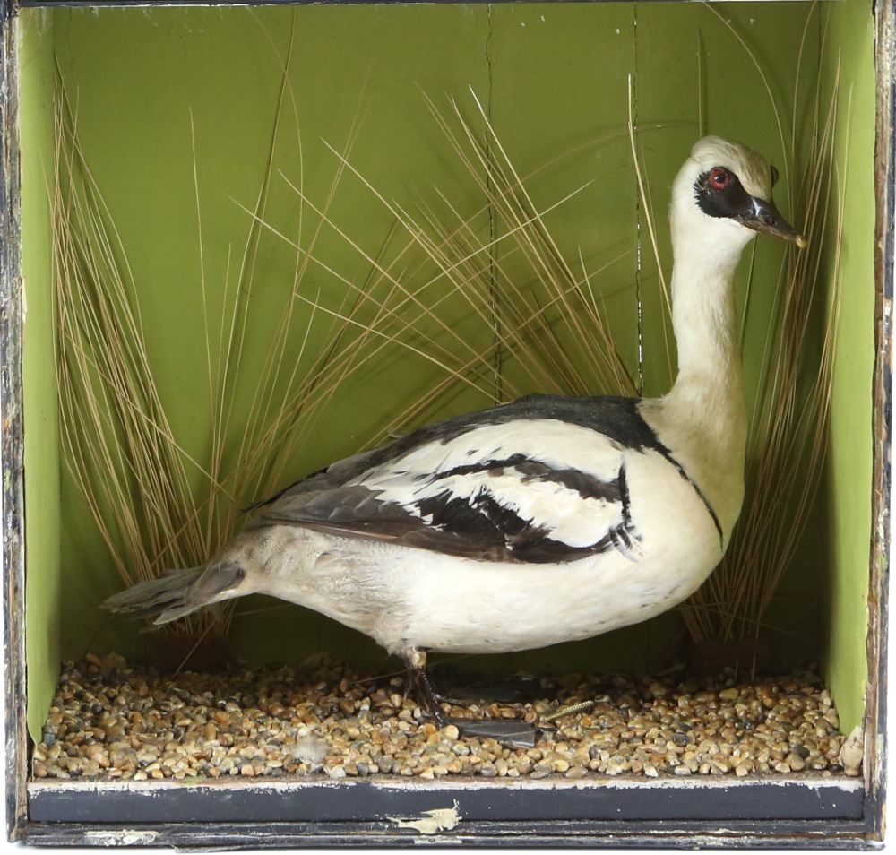 Taxidermy study of an weasel with its prey in a naturalistic setting, in glazed display case (