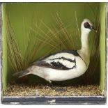 Taxidermy study of an weasel with its prey in a naturalistic setting, in glazed display case (