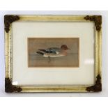 Watercolour of a duck, in glazed gilt wood frame with metal floral decorated mounts, 8 x 14cm