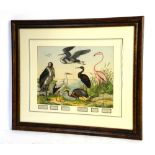 Pair of framed prints from a 19th century zoological encyclopaedia 26cm x 36cm