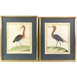 After Francois Nicolas Martinet (1731-1804), set of four hand-coloured prints of birds, 19 x 23cm (