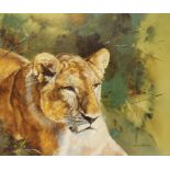 Leonard Pearman (British, 1912-2003), lioness, signed, oil on canvas, 62cm x 74.5cm, PROVENANCE: