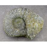 Moroccan replacement stone fossil ammonite 33cm