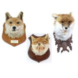 Collection of mounted taxidermy fox heads, one with plaque stating 'Blankney Hunt, From Broughton,