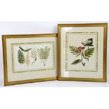 Series of 12 Flora Danica prints, framed and glazed