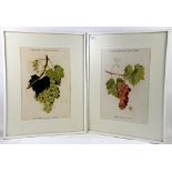Pair of prints with colour, Varieties of common wine, after P. Sanches Pinto