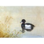 Philip Rickman, British 1891-1982, duck on water with reeds, signed, watercolour, 20cm x 28cm,