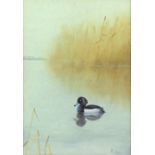 Philip Rickman, British 1891-1982, duck on water, signed with initials and dated '79, watercolour,