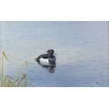 Philip Rickman, British 1891-1982, duck on water, signed with initials and dared 1976,