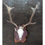 Pair stag antlers with skull mounted on rustic wooden plaque, approximate width 45cm
