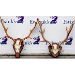 Pair of stag antlers with partial skull mounted on oak shield, approximate width 59.5cm, together