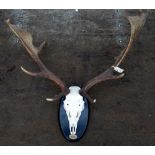 Pair of stag antlers with skull mounted on an oval shield, approximate width 75cm