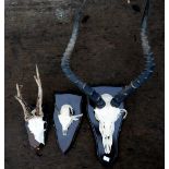 Pair of Impala horns with skull mounted on shield, bearing label for Mochaba, Botswana,