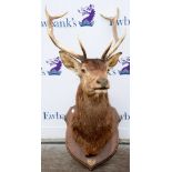 Taxidermy eight pointer Red Stag bust, modern, mounted on oak shield, bearing plaque inscribed 'Le