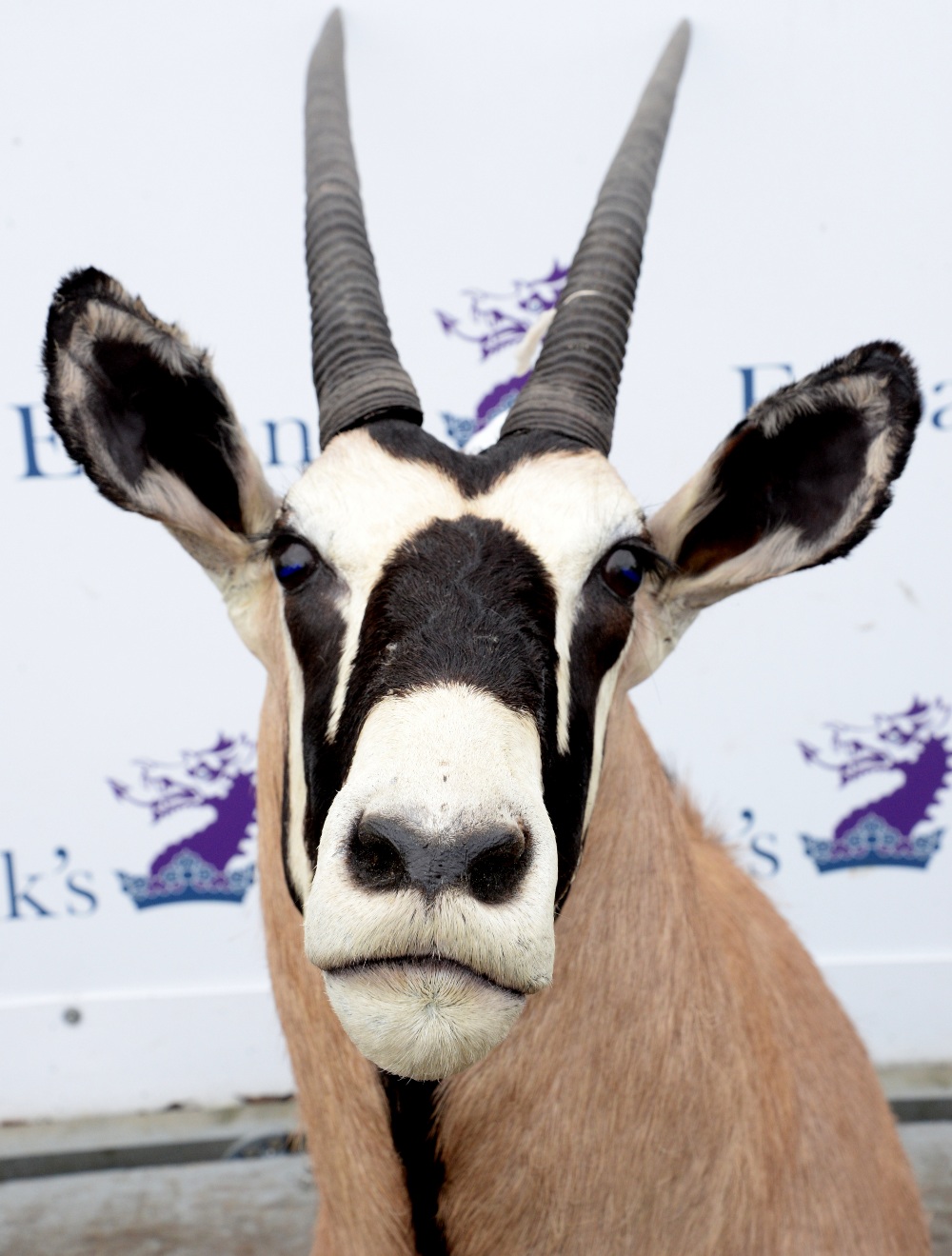 Taxidermy Gemsbok Oryx (Oryx gazella gazella) shoulder bust, modern, both horns 88cm long - Image 2 of 2