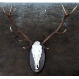 Pair of eleven point stag antlers with skull mounted on an oval plaque, approximate width 79.5cm