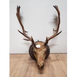 MOUNTED TAXIDERMY STAG HEAD SAS