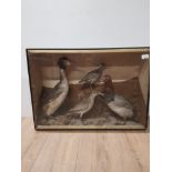 A DISPLAY BOX CONTAINING TAXIDERMY REDHEAD DIVING SAND PIPER AND GREAT CRESTED GREBE