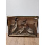 A DISPLAY BOX CONTAINING TAXIDERMY REDHEAD DIVING DUCK SAND PIPER AND GREAT CRESTED GREBE