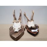 2 ASSORTED SIZED ROEBUCK DEER HEADS