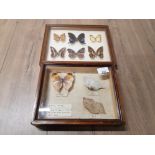 2 FRAMED BUTTERFLY DISPLAYS CONTAINING 8 ASSORTED BREEDS