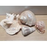 4 LARGE SEASHELLS LARGEST MEASURES 24CM