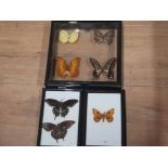 3 FRAMED BUTTERFLY DISPLAY ALL DIFFERENT BREEDS