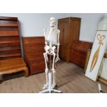 STUDENTS MEDICAL SKELETON